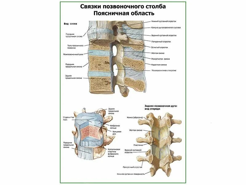 Задние столбы спинного. Связочный аппарат позвоночника анатомия. Связки позвоночного столба. Продольная связка позвоночника. Связки позвоночника столба.