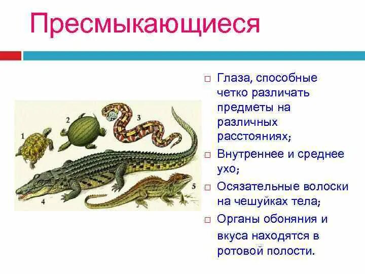 Покров пресмыкающих. Полость тела рептилий. Органы обоняния у пресмыкающихся. Строение глаза пресмыкающихся. Орган обоняния рептилий.