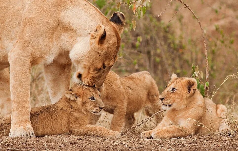 львенок 3. львенок 3. лев львица и 3 львенка. львята. львенок.