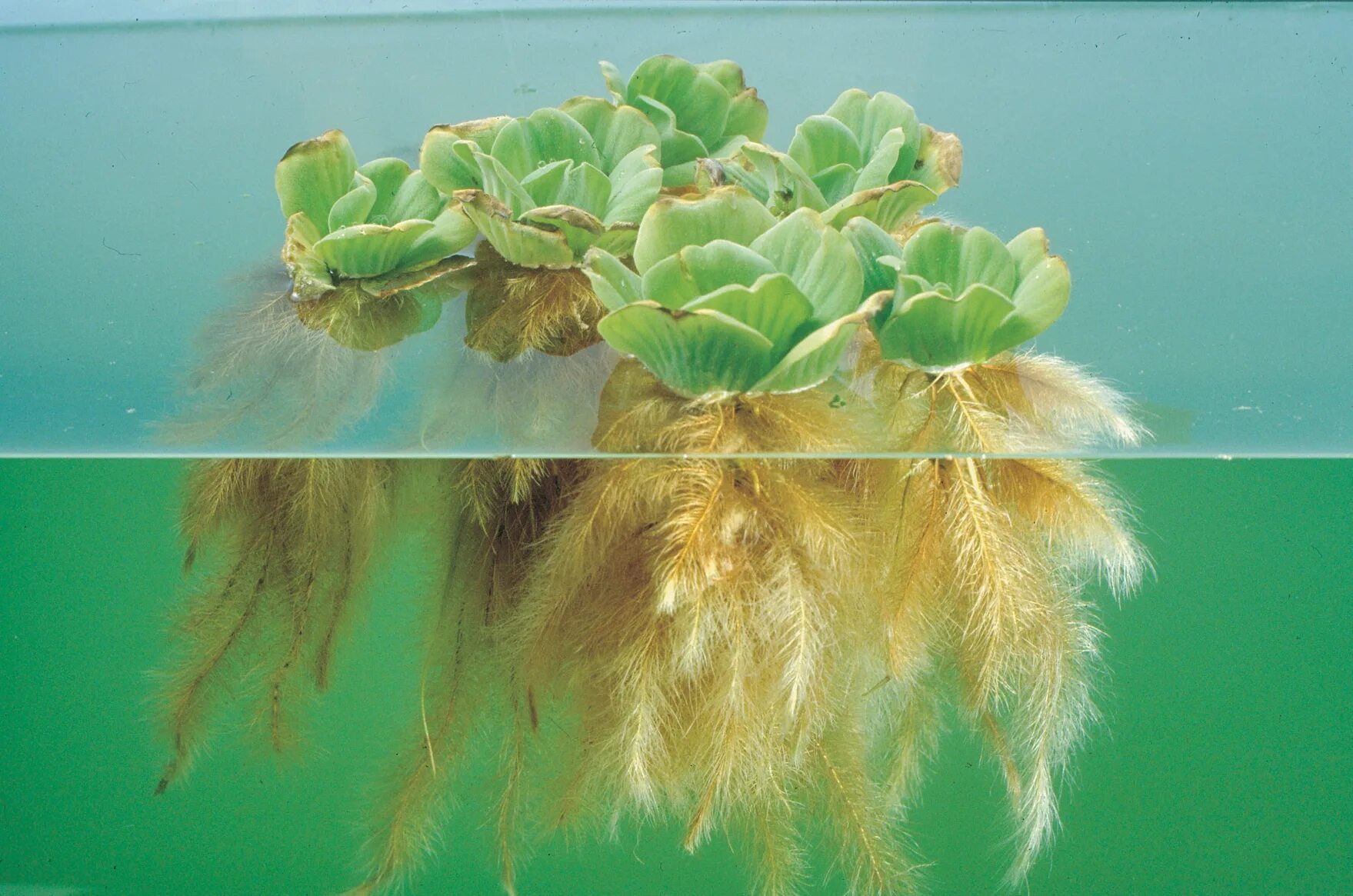 Корневая система водных растений. Мочковатая корневая система (ель). Саженец винограда корни. Корни растений фото. Кувшинка белая корневище.