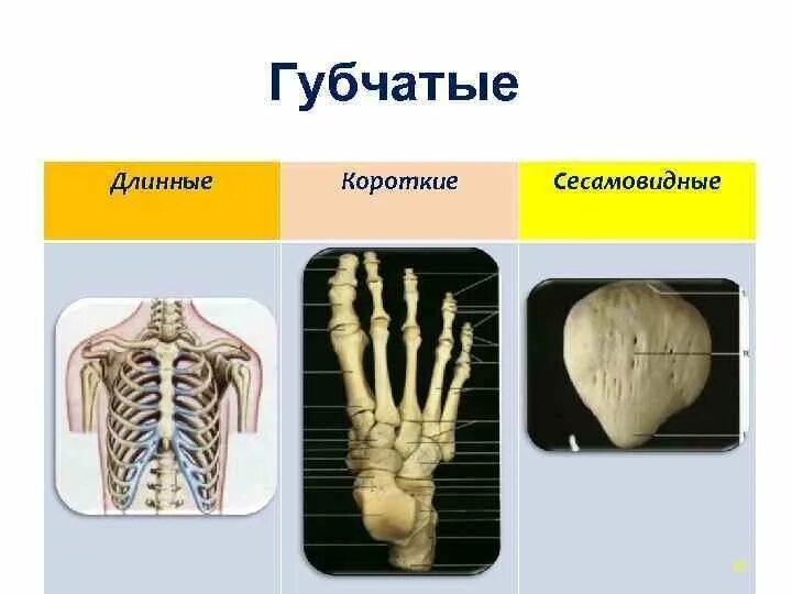 Удлиненная кость. Губчатые кости сесамовидные. Сесамовидные кости губчатые кости. Губчатые кости длинные и короткие. Длинная губчатая кость.