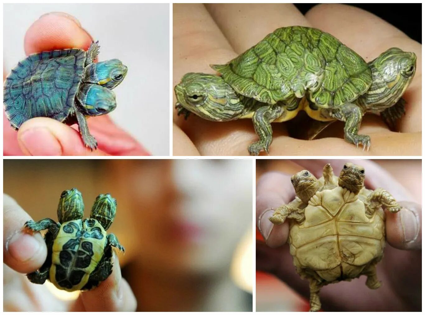 разные мутации