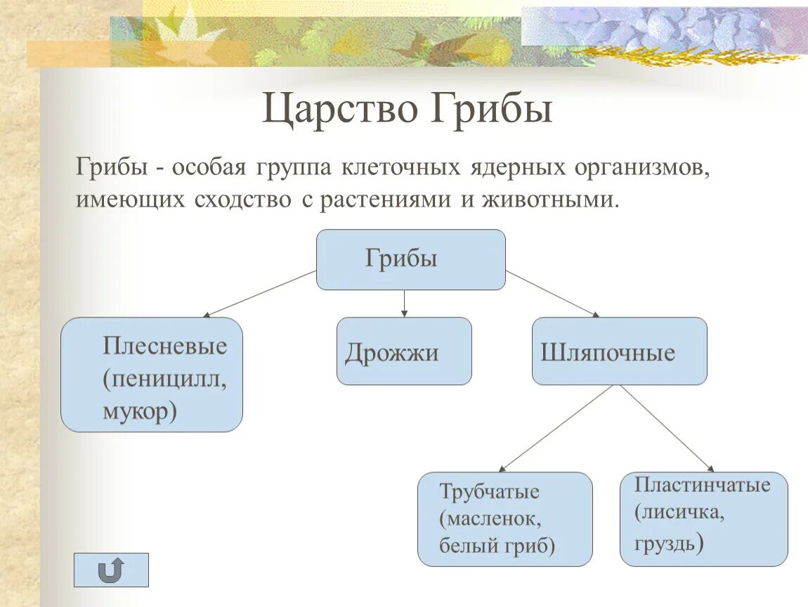 Характеристика представителей царства грибов. Царство грибы классификация схема. Царство грибов схема. Царство грибов представители царства.