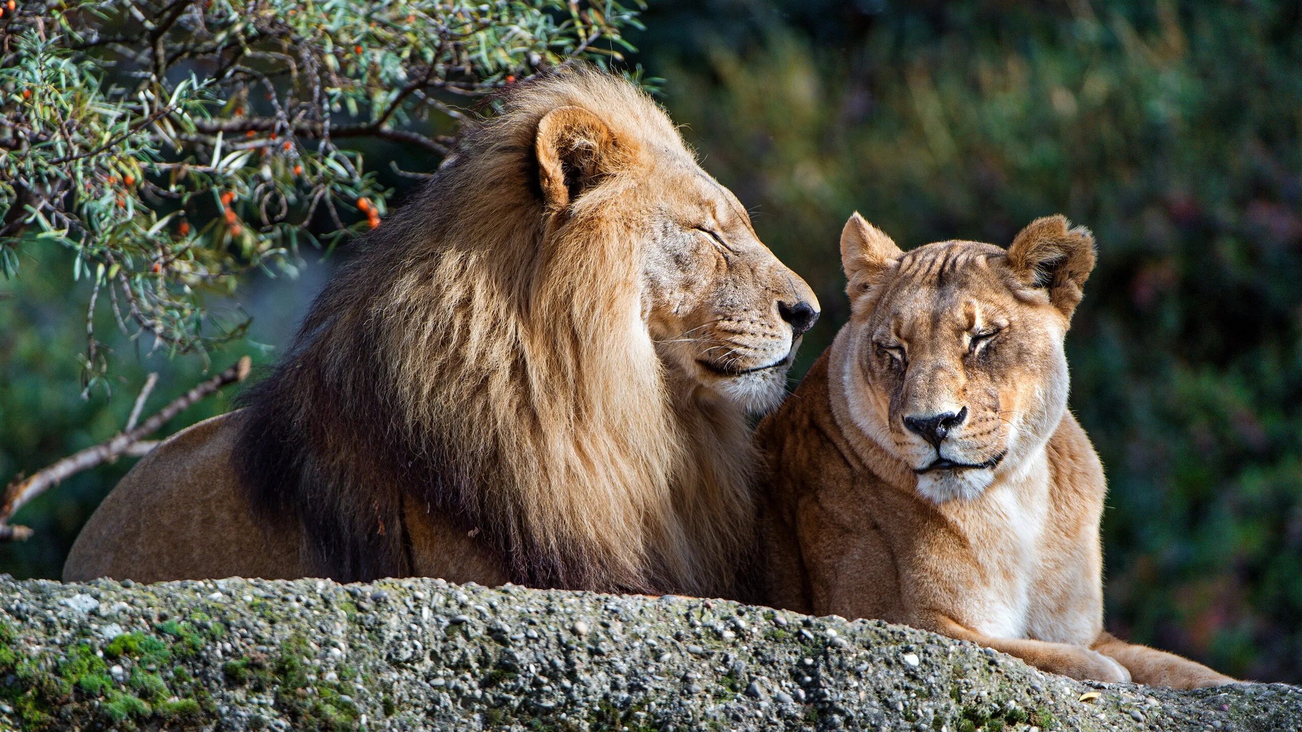 Львиный Прайд. Лев львица и Львенок. Красивый Лев. Львы в дикой природе.