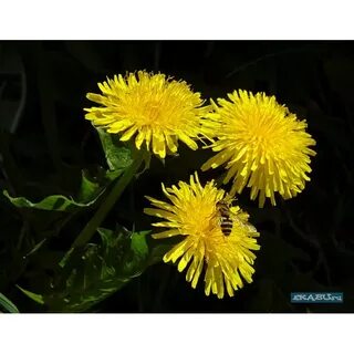 Одуванчик 3 1