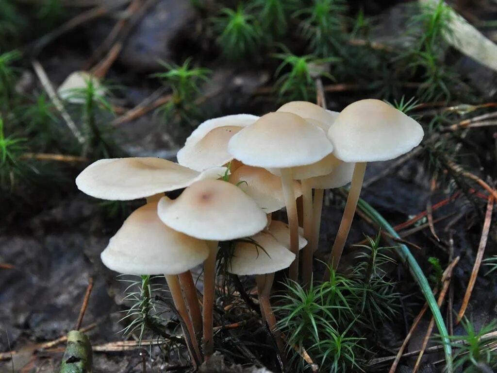 весенние грибы съедобные. грибы в липецкой области. Gymnopus vernus. ранние весенние грибы съедобные. весенний съедобный гриб 7 букв.