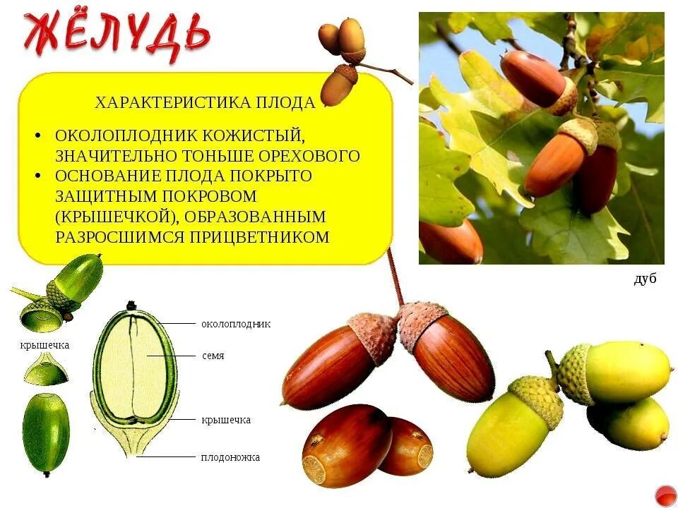 Сухие односемянные орех плодов. Желудь строение плода. Строение Желудя в разрезе. Желудь сухой односемянный плод. Орех околоплодник