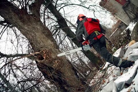 Валки опасных деревьев