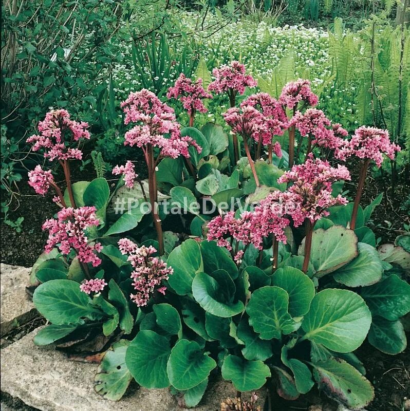 Бадан толстолистный. Бадан толстолистный Bergenia crassifolia. Бадан толстолистный (в. crassifolia). Бадан сердцелистный rotblum. Цветок бадан фото и описание