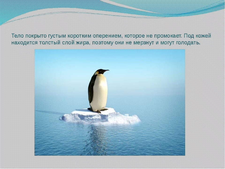 Про пингвина рассказ 1. Пингвин 1 класс. Пингвины презентация. Информация о пингвинах. Доклад про пингвинов.