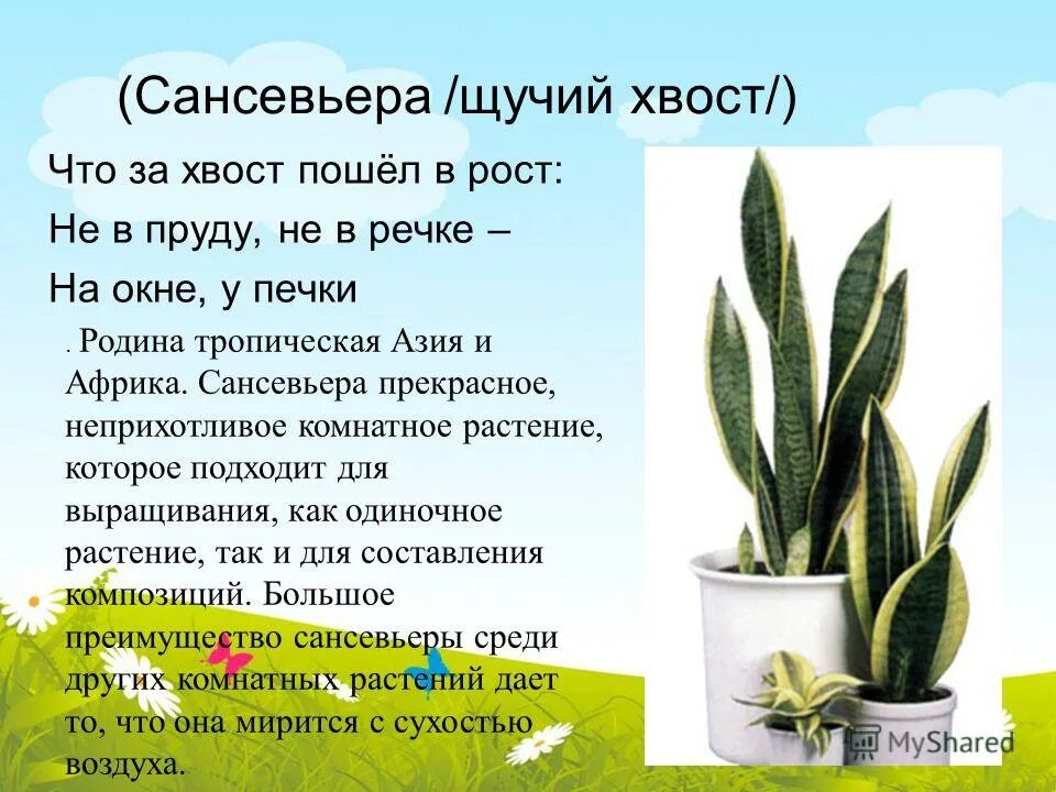 Растения калла сансевьера гиппеаструм. Сансевьера гиппеаструм кактус. Как выглядит гиппеаструм и сансевьера. Комнатные растения 1 класс рабочий лист. Комнатные растения калла сансевьера.
