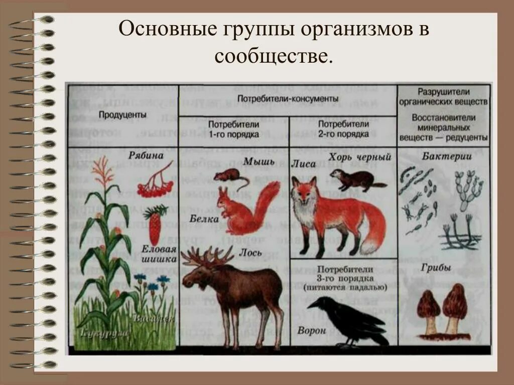 Продуценты 2) консументы 3) редуценты. Редуценты консументы продуценты 1 и 2. Основные группы организмов в сообществе. Функциональные группы организмов.