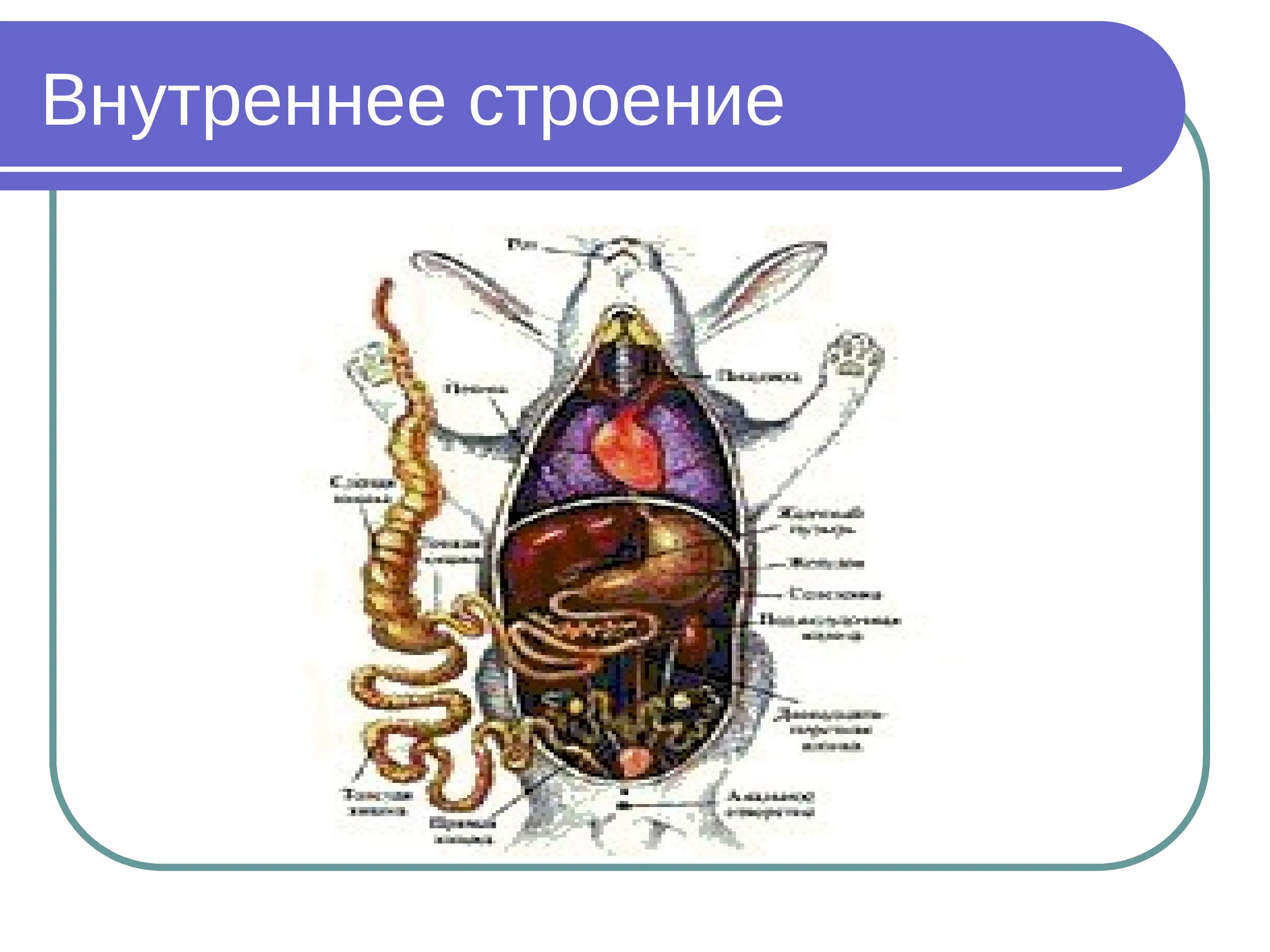 Внутреннее строение и жизнедеятельность млекопитающих. Внутреннее строение млекопитающих. Внутреннее строение кролика. Внутреннее строение млекопитающих 7 класс. Внутренне строение кролика.