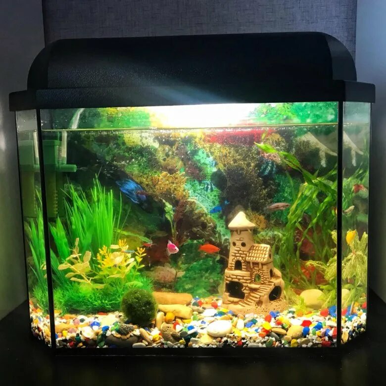 оформлен аквариума 20 литров. рыбки в 20 литров. аквариум atman zgt-60 белый, 75 литров,. рыбки в 20 литров. аквариумный набор 20 л tetra aquaart led shrimps.