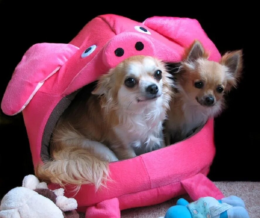 порода собак чихуахуа. чихуахуа карлик. про маленьких собак. маленькие собачки чихуахуа. маленькие домашние собачки.