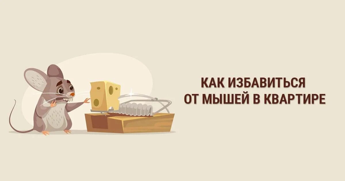 Как избавиться от запаха мышей. Мышиный запах. как избавляться от мышей картинки. какого запаха боятся мыши в доме. как избавиться от запаха мышей в доме.