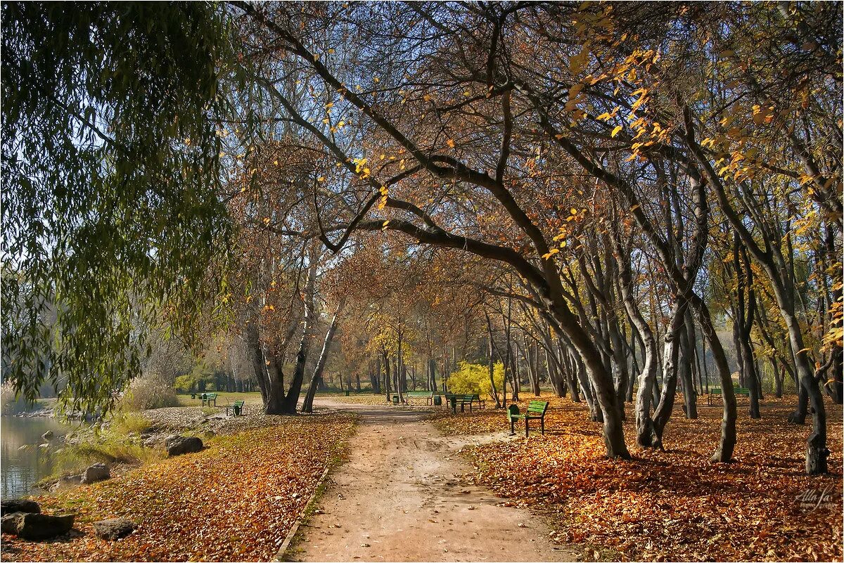 дудергофский парк поздняя осень. конец октября начало ноября. октябрь природа. поздняя осень. октября сейчас ноябрь.
