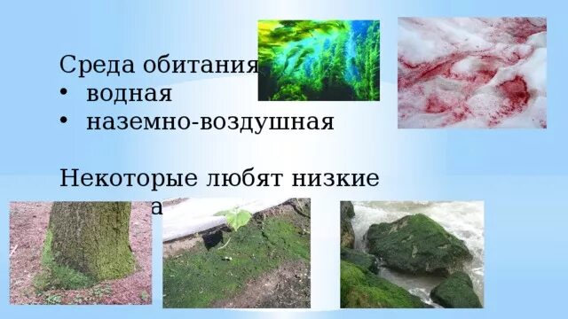 Водоросли в наземно воздушной среде