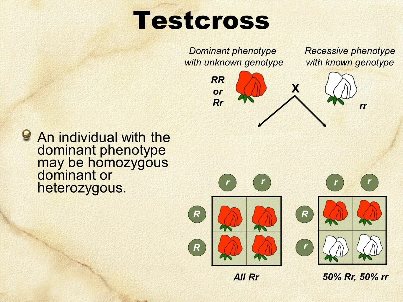 Cross testing. Тест на фенотип. кросс тест. фенотип гель карты. back cross genetics.