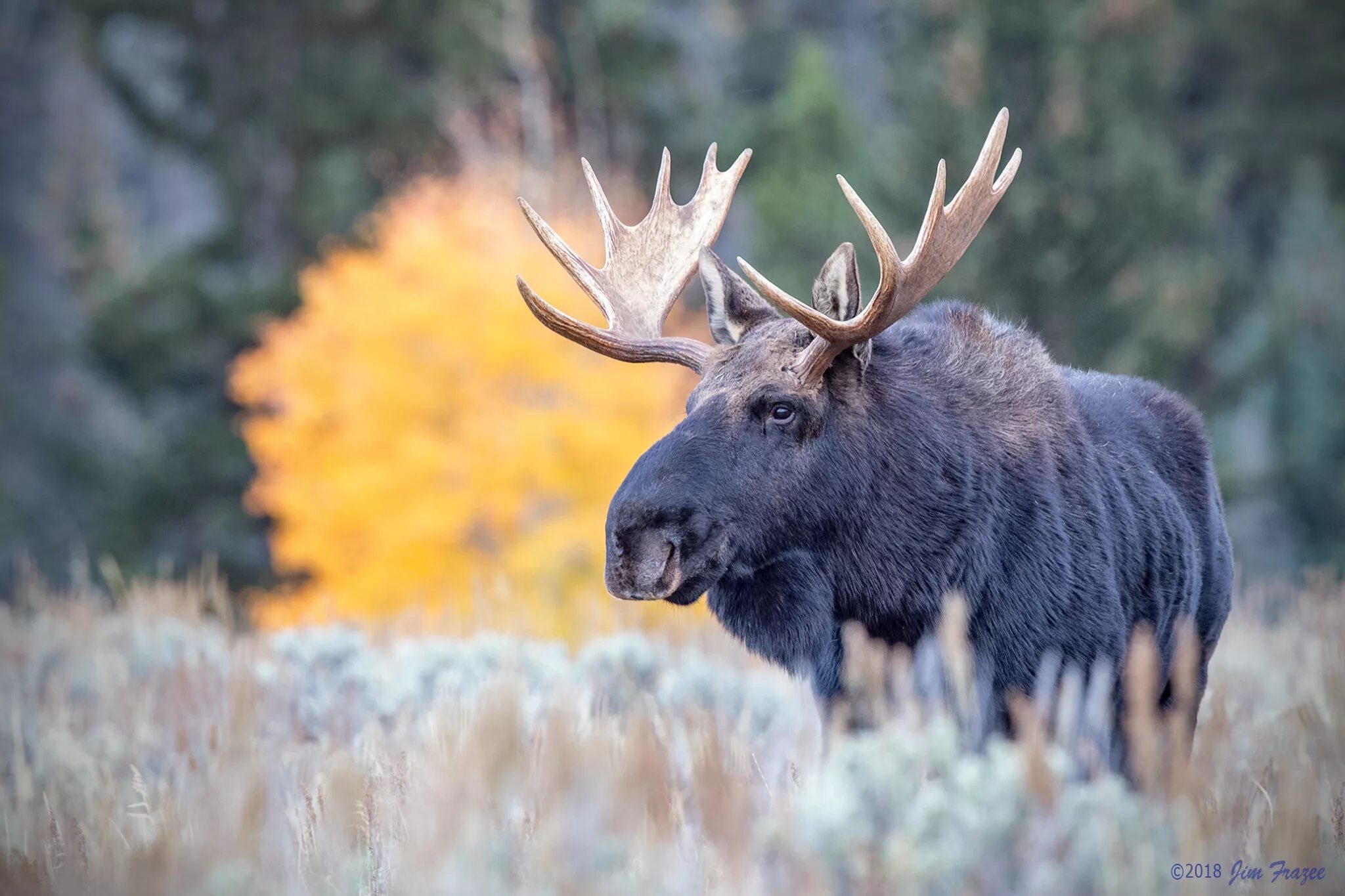 Лоси в америке. Американский Лось Северной Америки. Сохатый Лось Сибирь Байкал. Таежный Лось. Европейский Лось alces alces.