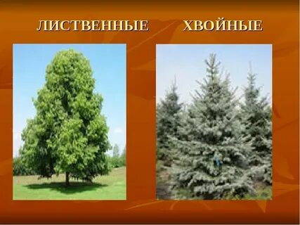 Хвойные материал лиственные