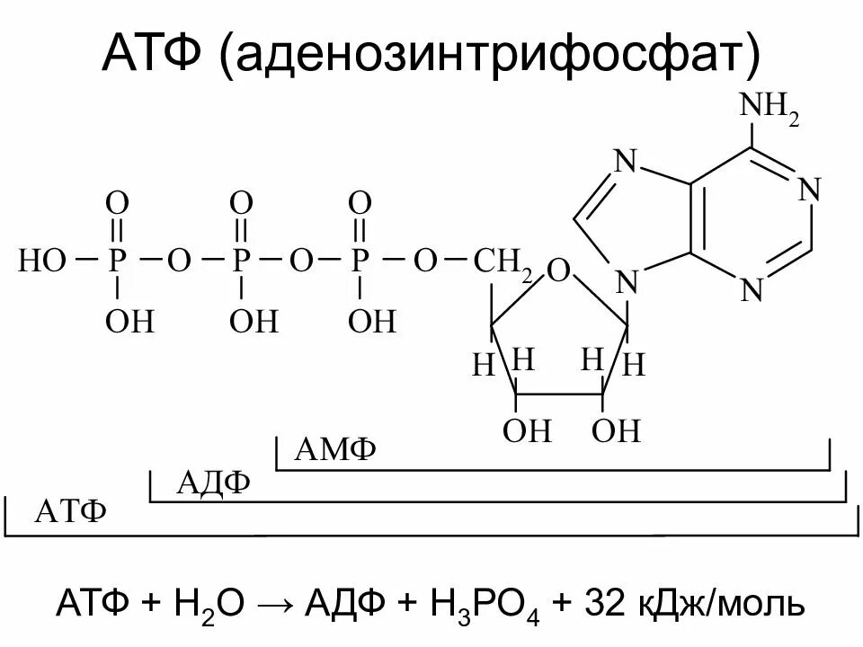 Атф кдж. АДФ формула биохимия. АТФ формула структурная. Строение АДФ.