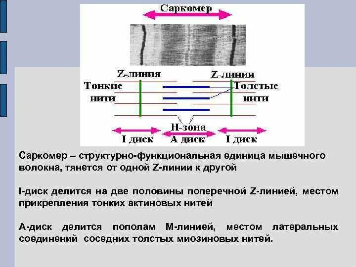 Саркомера мышечного волокна. Мышечная ткань строение саркомера. Саркомер строение гистология. Саркомерное строение миофибрилл. М-линия саркомер.