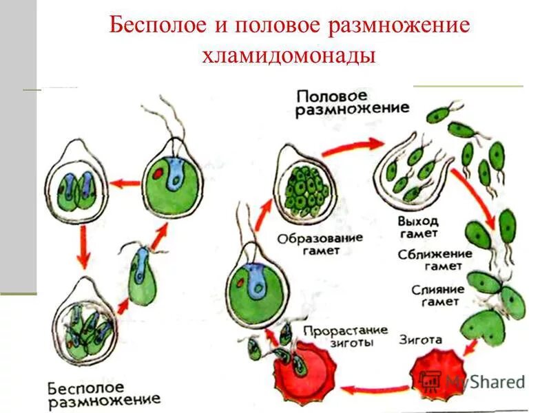 Половое и бесполое размножение растений схема. Бесполое размножение водорослей схема. Цикл размножения хламидомонады. Бесполое размножение происходит с помощью б