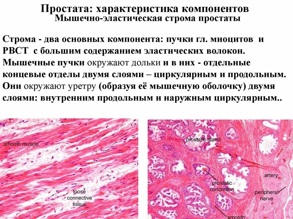 Артерии простаты. Строма предстательной железы. Предстательная железа мышечная оболочка. Мышечно эластическая Строма простаты.