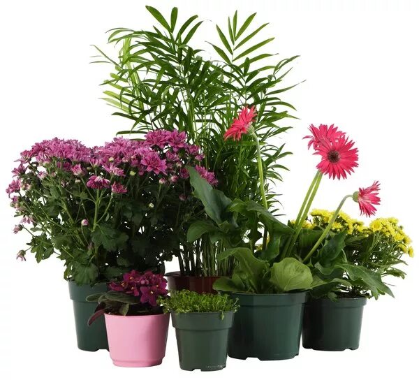 цветущие комнатные растения. домашние цветы в горшках. горшок для цветов. плант микс леруа мерлен. зантедеския микс.