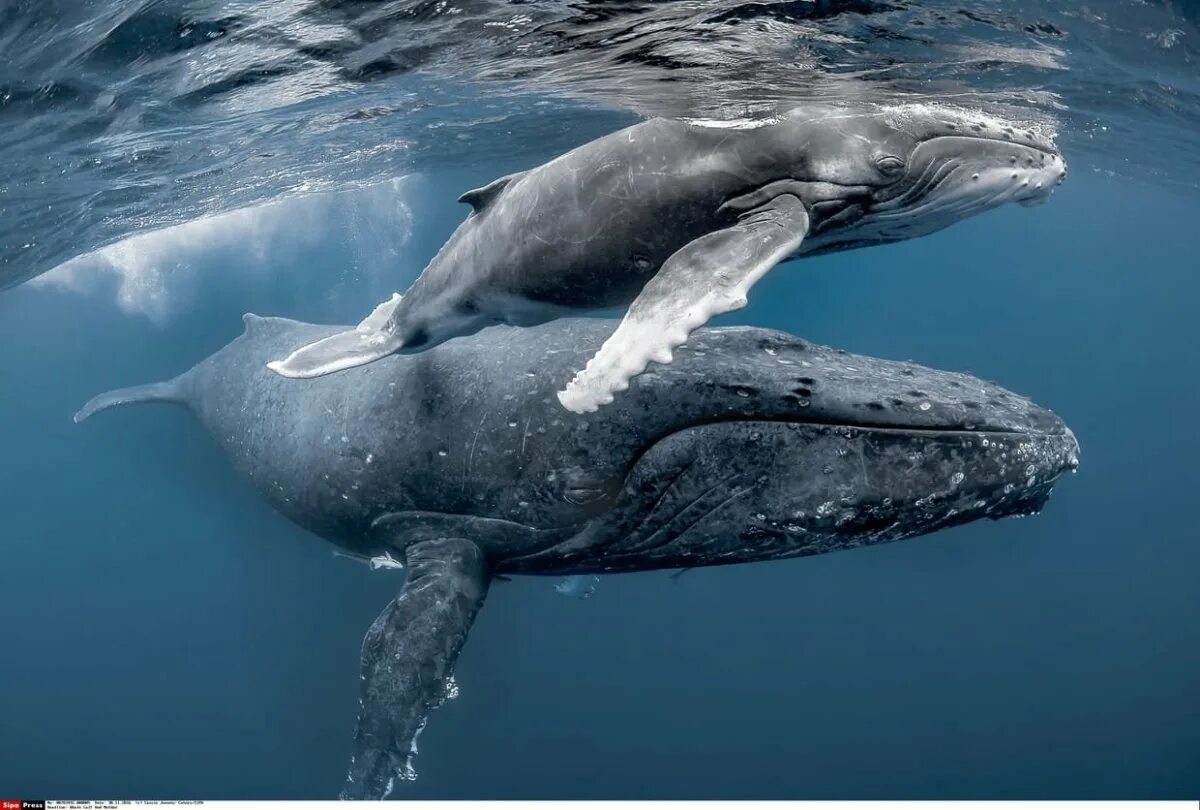 Бравал кит. Китообразные синий кит. Серый кит китообразные. Синий кит блювал. Голубой кит млекопитающее.