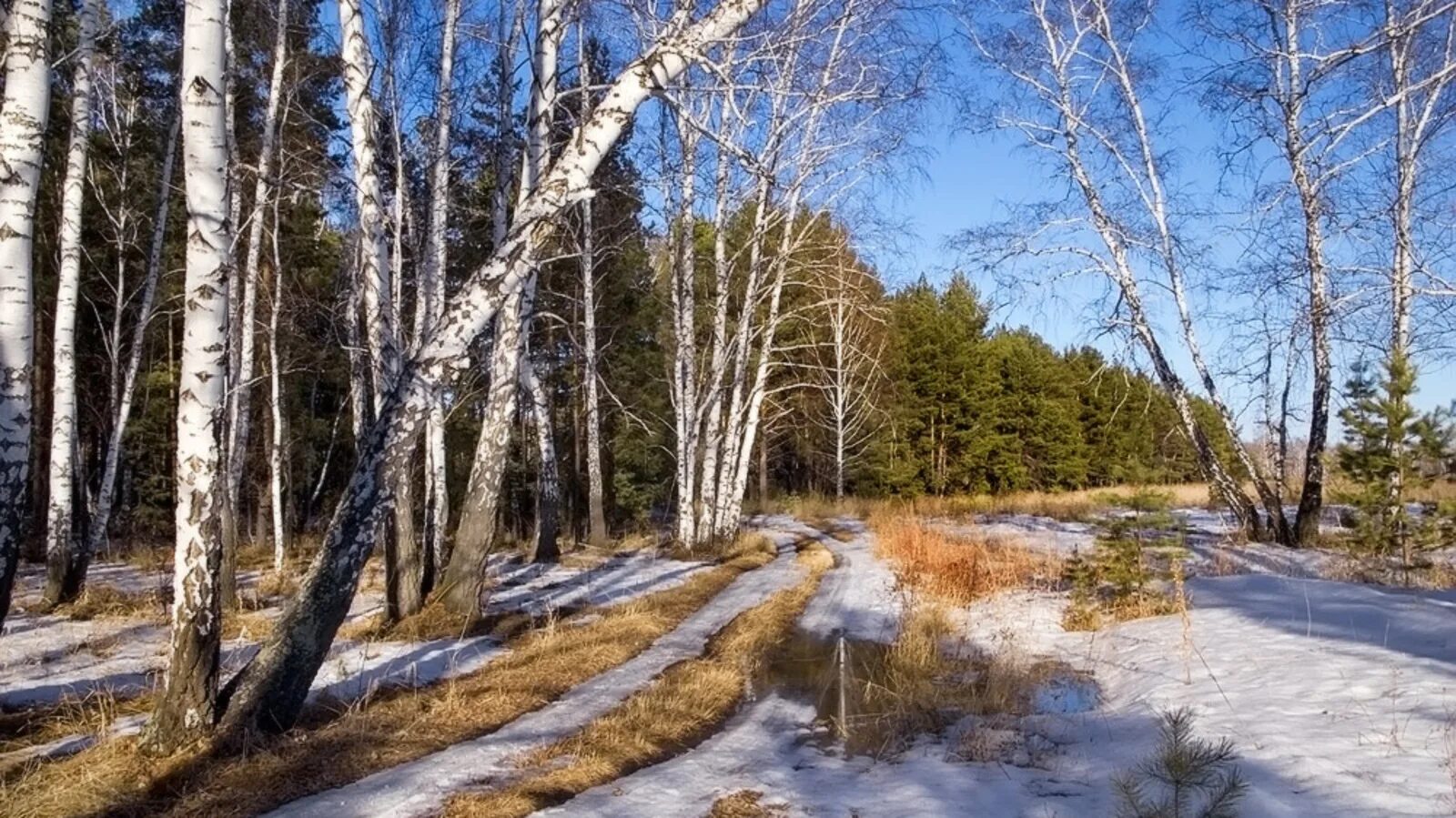 Весенний лес.