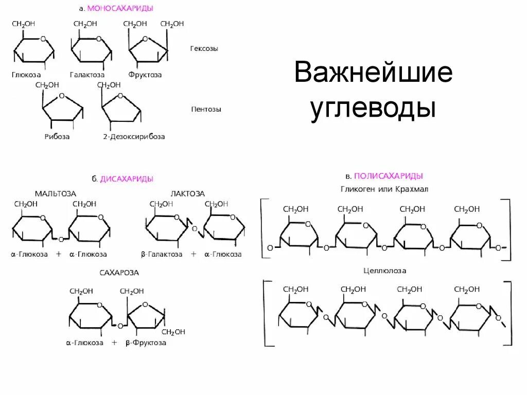 0 г углеводов 0 0. Формулы углеводов биохимия. олигосахариды формулы и названия. важнейшие представители углеводов. формулы представителей углеводов.