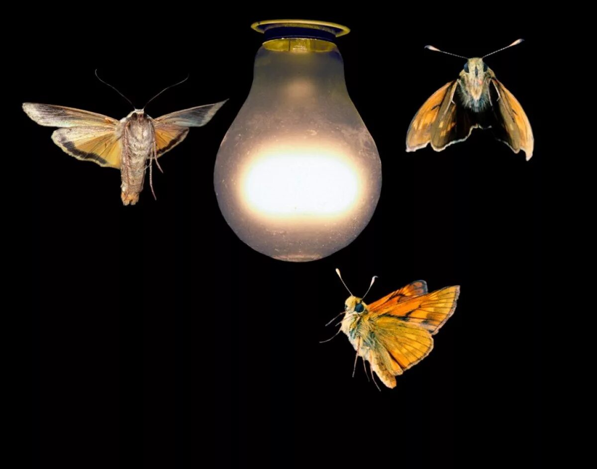 Почему бабочка летает. Насекомые летающие на свет. Ночной мотылек. Мотыльки на свет. Мотылек и лампа.