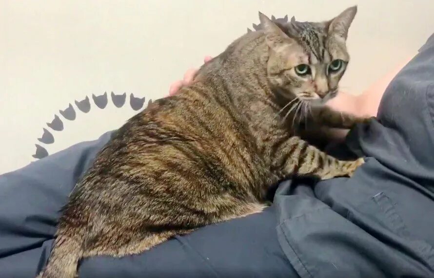 Кошка ходит шатаясь. Кошка ходит. Кошка идет. Рыжий кот на улице. Вестибулярный синдром у кошек.