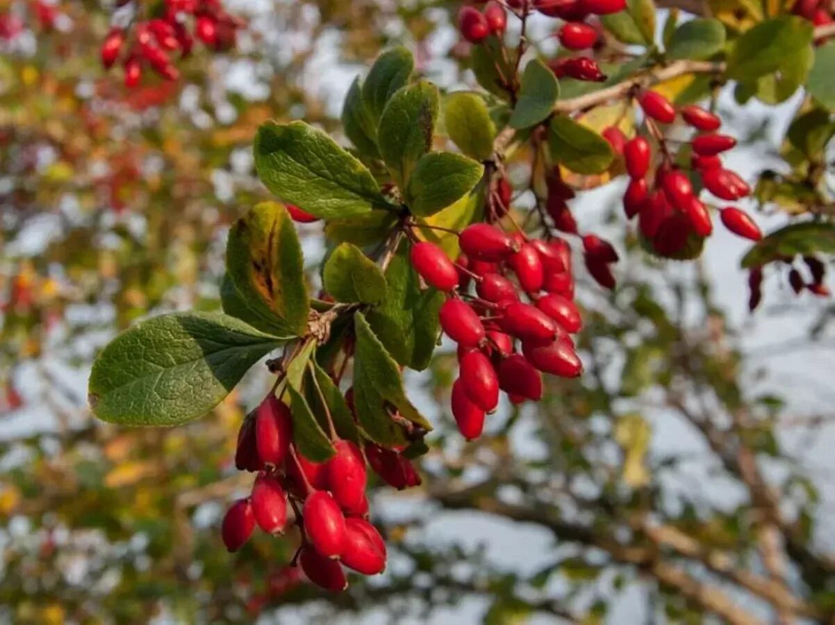 Барборис. Барбарис обыкновенный Berberis vulgaris. Барбарис обыкновенный (Berberis vulgaris l.). Барбарис обыкновенный куст. Барбарис продолговатый Berberis oblonga.