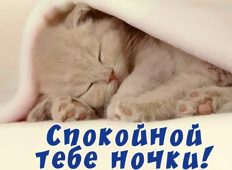 Споки сладкий. Спокойной ночи котики. Котенок. Спокойной ночи!. Котенок желает спокойной ночи. Сладких снов котенок.