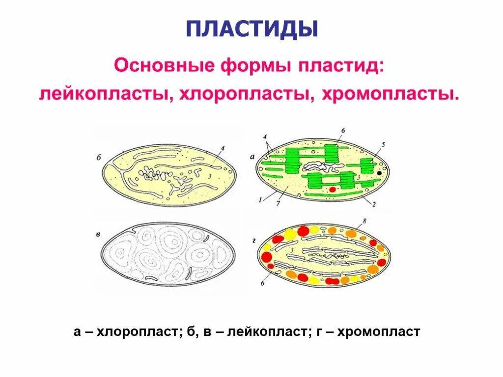 Хлоропласты эукариотической клетки. Пластиды хлоропласты хромопласты лейкопласты строение. Пластиды хлоропласты строение рисунок. Строение хлоропласта лейкопласта и хромопласта. Пластиды хлоропласты хромопласты лейкопласты строение и функции.