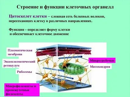 Цитоскелет функции и особенности