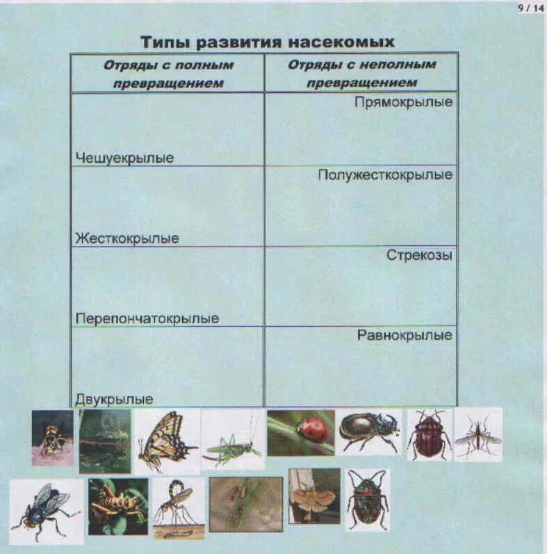 Особенности групп насекомые. Отряды насекомых с неполным превращением 7 класс. Таблица отряды насекомых 7 класс биология. Насекомые с неполным превращением таблица. Таблица многообразие насекомых 7 класс биология.