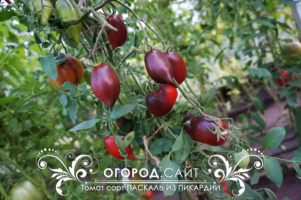 Паскаль томат описание сорта. Томат паскаль де пикарди. помидоры сорт паскаль из пикардии. томат паскаль из пикардии описание. томат сержант паскаль.
