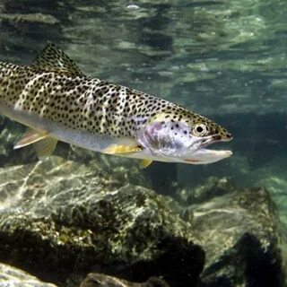 Форель водится в реке