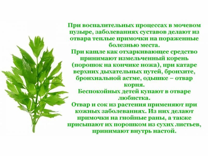 Любисток лекарственный применение. Трава Любисток лечебные. Любисток аптечный. Трава Любисток лечебные от алкоголизма. Пряная трава эстрагон, Любисток.