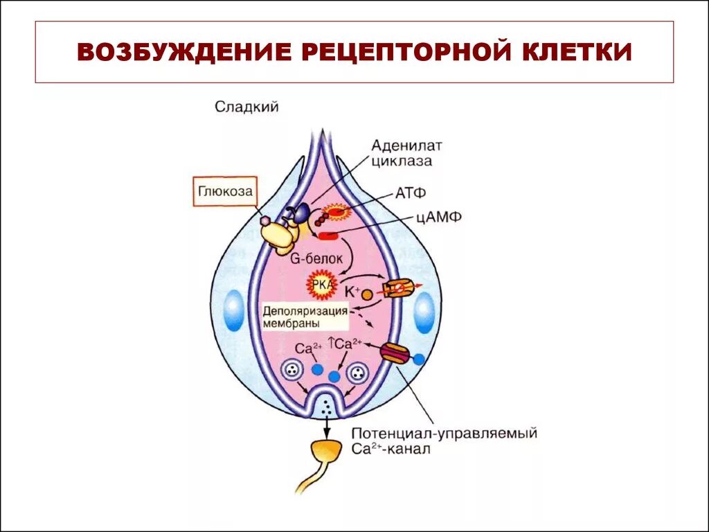 Процесс возбуждения нервных клеток. Возбуждение клетки. Возбуждение рецепторных клеток. Этапы возбуждения клетки. Схема возбуждения клетки.