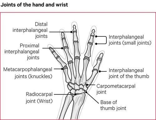 Hand Joint.