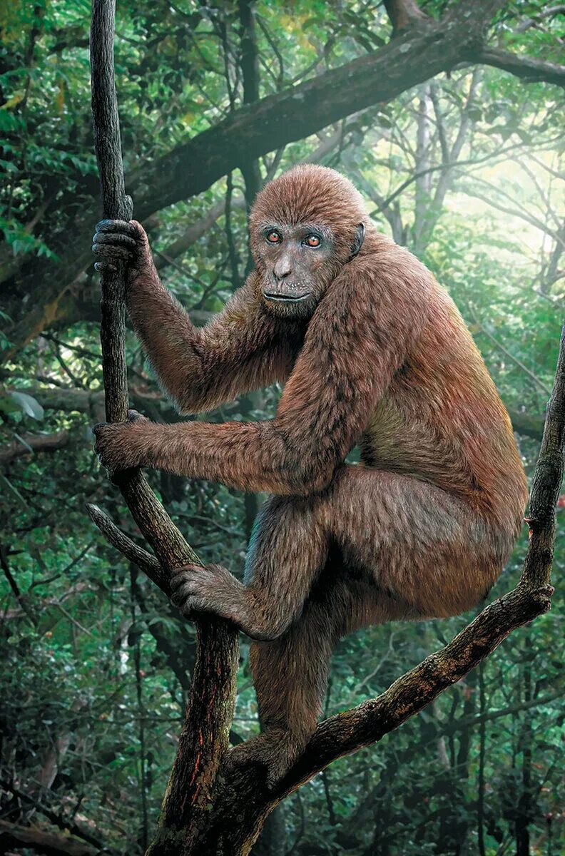 мальчик элли из руанды. негр обезьяна. ндакаси горилла. обезьяны в африке. горилла и человек.