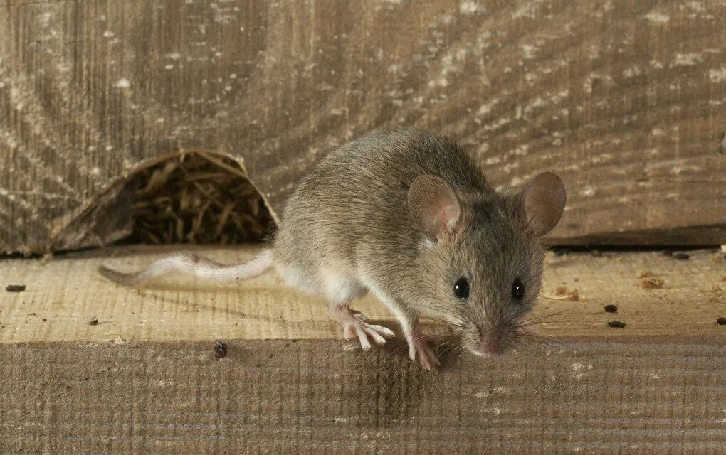 Мыши сгрызли. Домовая мышь. Мышь квартирная. Грызуны в доме. Дом мышки.