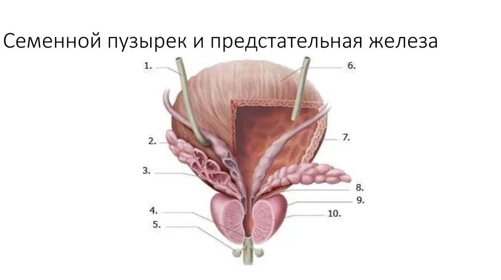 Семенные пузырьки анатомия строение. Мочевой пузырь предстательная железа анатомия. Анатомия предстательной железы у мужчин. Простата семенные пузырьки анатомия.