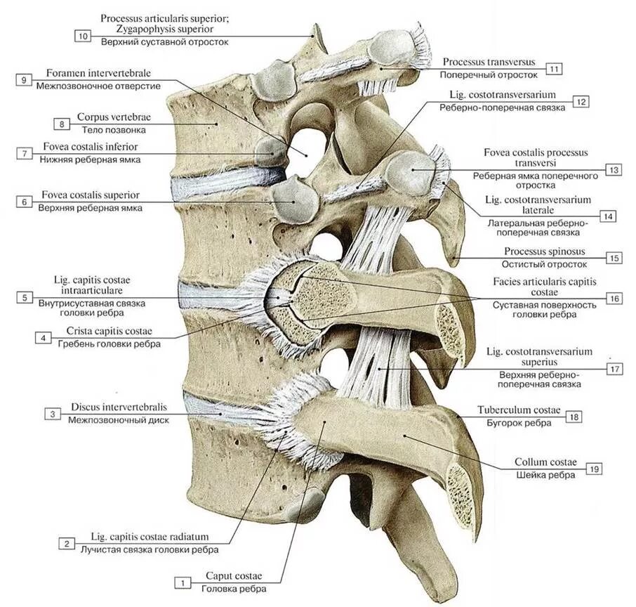 Связка головки. Связки реберно позвоночных суставов вид сбоку. Реберно Позвоночный сустав анатомия. Связки реберно поперечного сустава. Соединение суставных отростков позвонков.