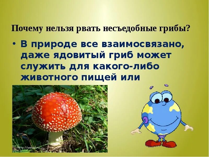 В природе все взаимосвязано. В природе всё взаимосвязано доклад. В природе всё взоимо связоно. Почему нельзя срывать грибы.